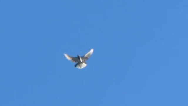 Голуби Алика Левчишина, Перевальск. Луганская обл смотреть онлайн