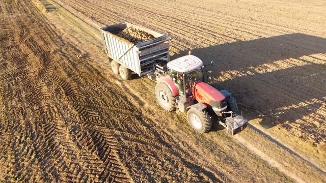 Sugar beet harvest | Holmer duo | смотреть онлайн