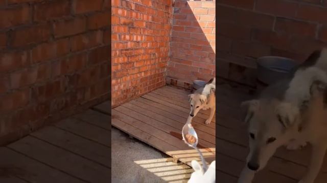 Наши любимые дни -это дни, проведенные в приюте! смотреть онлайн