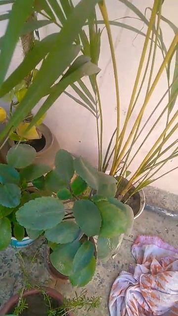 chui mui смотреть онлайн