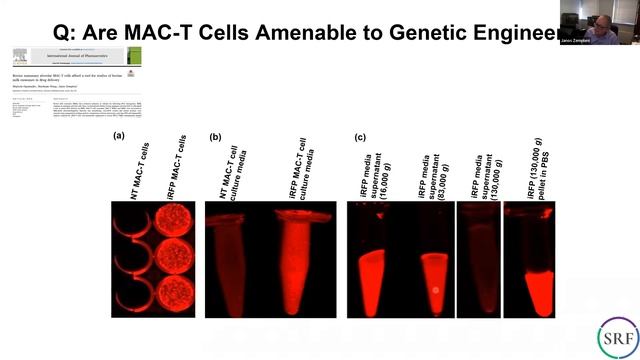 SRF | The use of milk exosomes to increase the expression of SYNGAP1 in SYNGAP1 mice 🥛🧬 смотреть онлайн