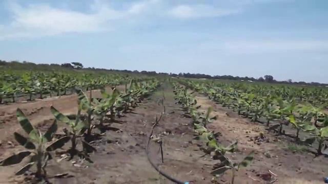 Tavlit 861 040 Banana in Africa 3 смотреть онлайн