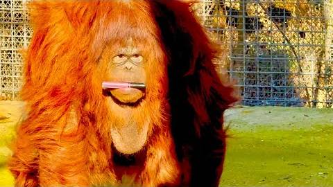 Олег Зубков привез Дане вазу с фруктами, а она ему принесла подаренный кем то блеск для губ! смотреть онлайн