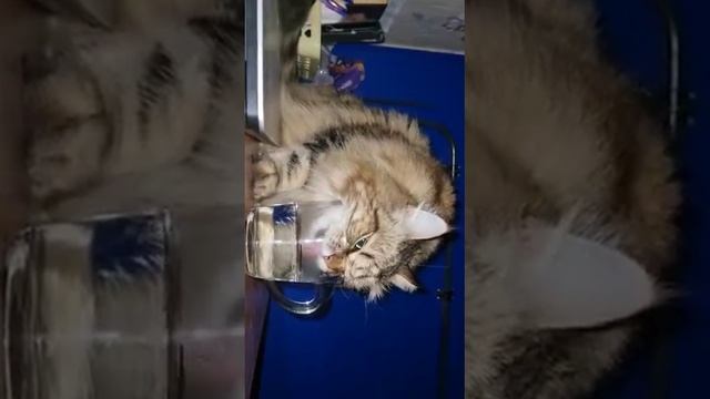 кот 4:00 утра смотреть онлайн