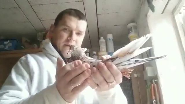 Определяем пол голубя. смотреть онлайн