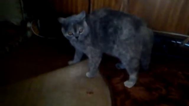 Кошка ушла смотреть онлайн