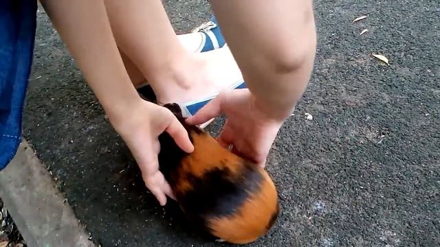 Прогулка морской свинки)) смотреть онлайн