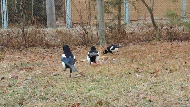 Сороки. Просто сороки. смотреть онлайн
