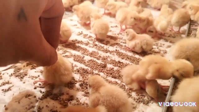 20 часов после первого заселения цыплят в инкубатор🐥🐤 смотреть онлайн