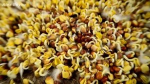 "Микрозелень за 6 дней: Секреты взрывного роста у вас дома! 🌱✨"