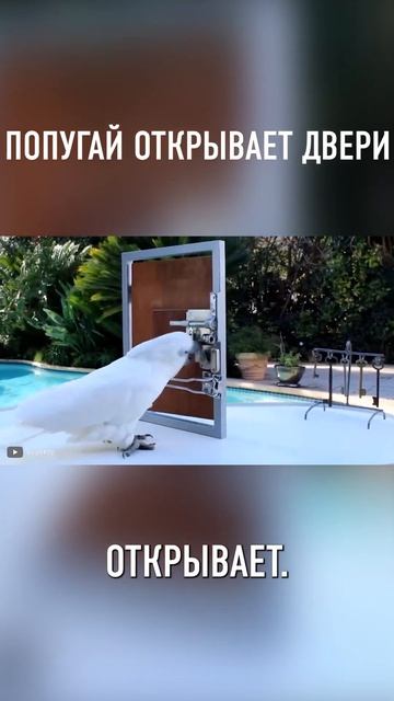 Это Самый УМНЫЙ Попугай в Мире #shorts смотреть онлайн