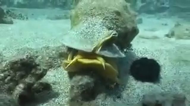 Cassis Cornuta, Hawaiian Helmet Shell
