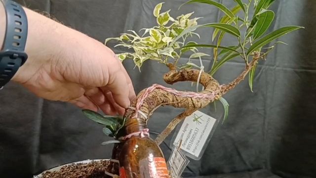 √10 фикус 112 Бенджамина (Бонсай)