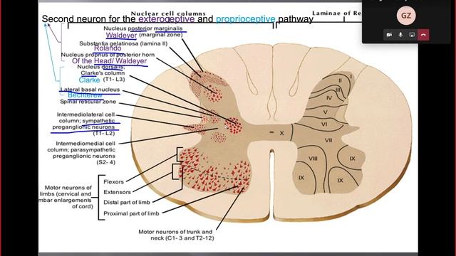 Anatomy of the internal structure of spinal cord (lecture) смотреть онлайн