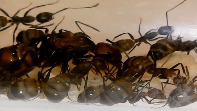 кампонотус никобаренсис смотреть онлайн