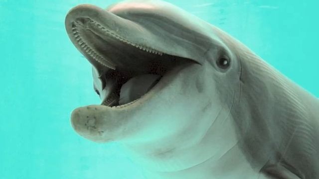 Philly Mac - Dolphin Rap смотреть онлайн