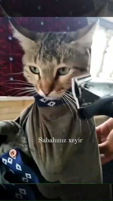 Побрил киску смотреть онлайн
