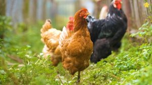 Домашние животные Звуки животных для детей  Учим как говорят животные