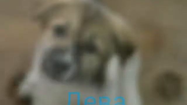 Кто ты по знаку задиаку смотреть онлайн