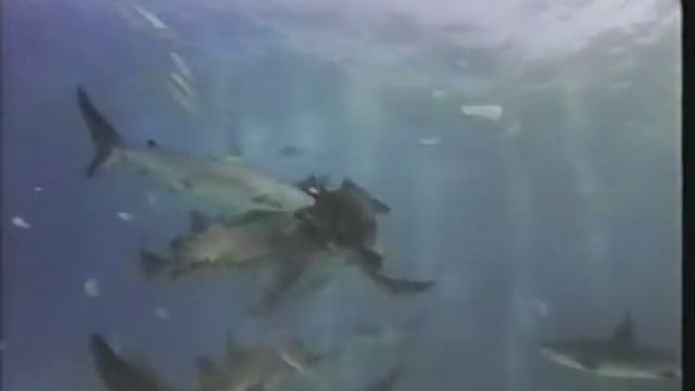Shark Rodeo Walkers Cay 1994 смотреть онлайн
