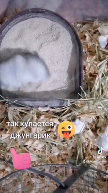 Купание джунгарика в песке смотреть онлайн