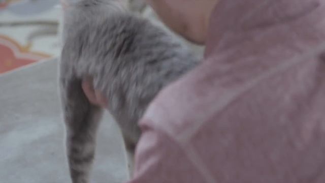 How To Tell If Your Cat Is Overweight | Purina Cat Chow Healthy Weight смотреть онлайн