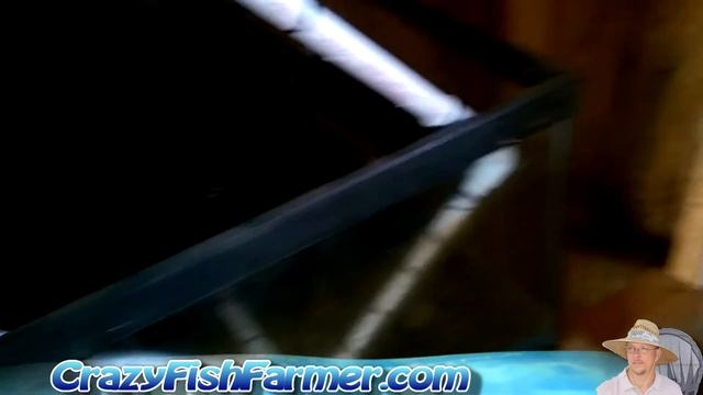 Freshwater Prawns In Your Aquaponics System смотреть онлайн
