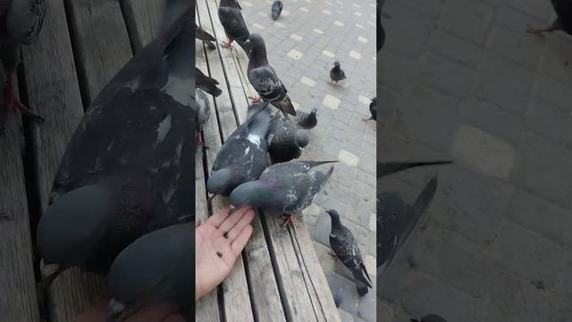 Даже голуби могут помочь избавиться от заикание... смотреть онлайн