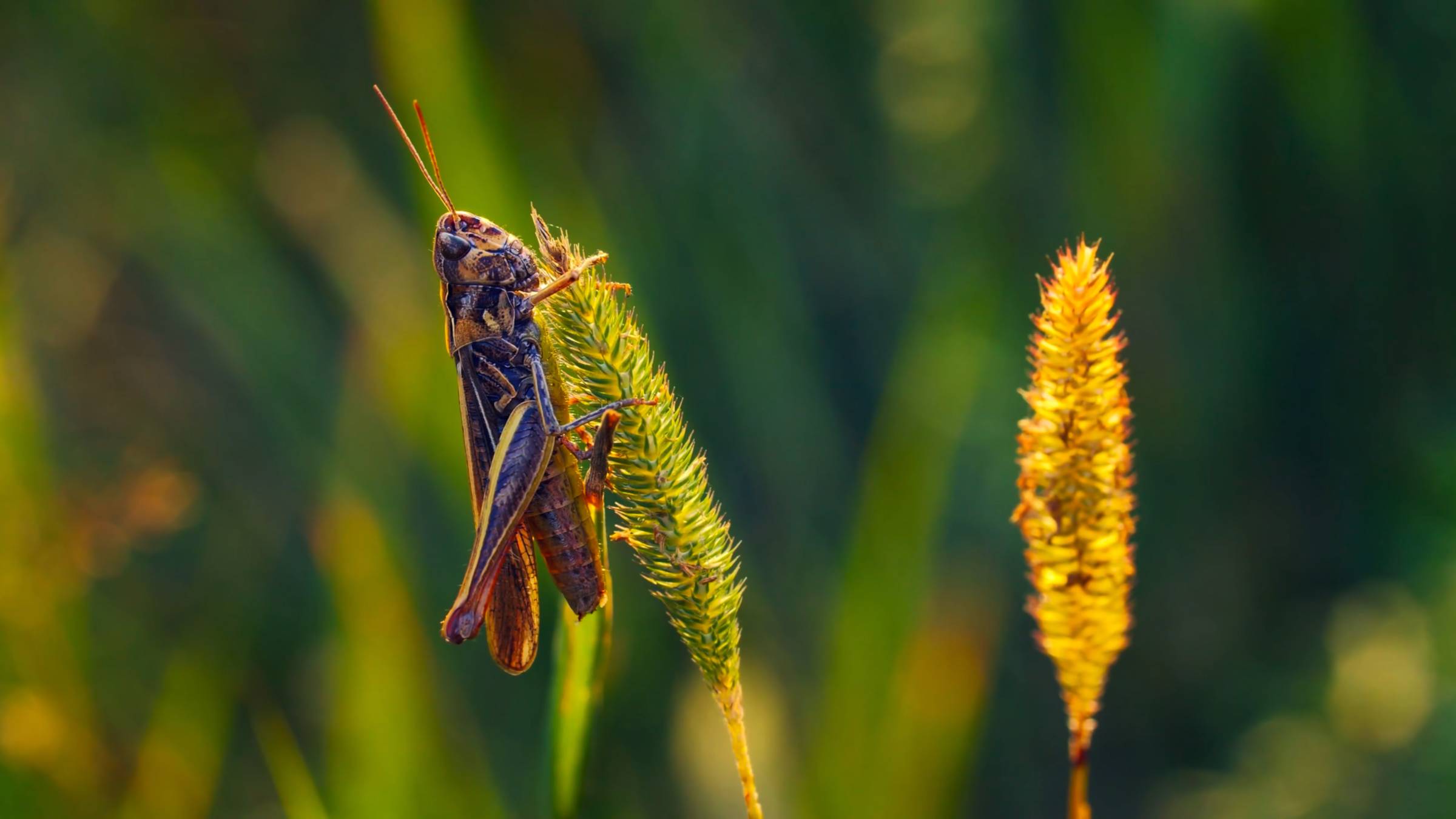 Самые красивые цвета природы в 4K - разноцветные животные 🍀 4K Видео ULTRA HD | #шариклайф смотреть онлайн