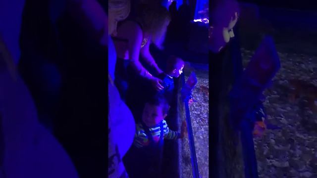 Океанариум ТЦ Детский Мир 2018-2 смотреть онлайн