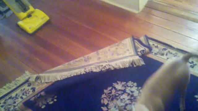 Scarlet and Ziggy vs. the Evil Vacuum part 1 смотреть онлайн