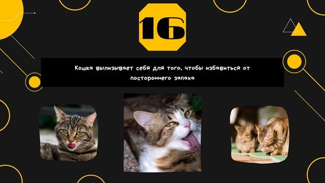 Факты: 30 необычных фактов о кошках смотреть онлайн