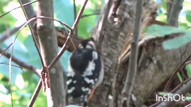 Средний пёстрый дятел (лат. Leiopicus medius) смотреть онлайн