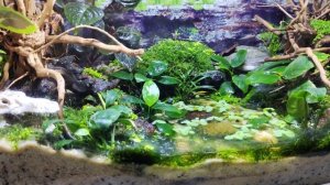 содержание крабов вампиров geosesarma в палюдариуме