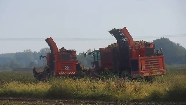 2 SCAVABIETOLE HOLMER смотреть онлайн