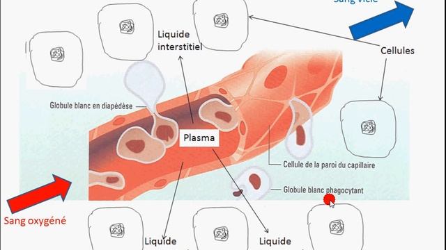 4-1-(7a9)_sang_microbes_immunite_q.52a70.avi смотреть онлайн