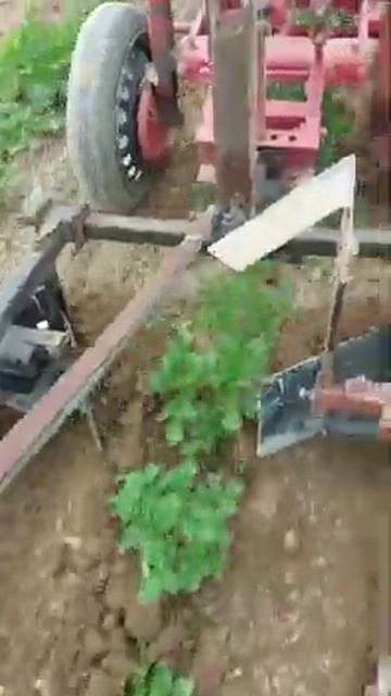 La bilonat cartofii cu motocultorul смотреть онлайн