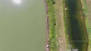 Хлорелла. Эффект внесения в пруды