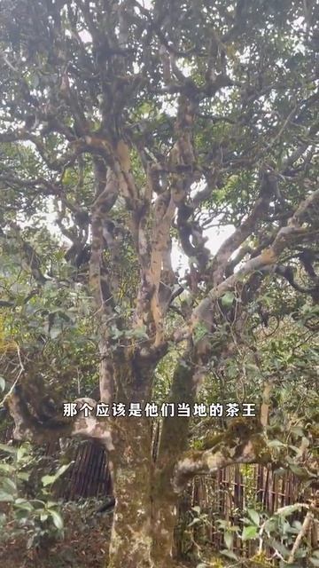 2分鐘了解普洱茶古樹與單株的區別。# 普洱茶 # 古樹茶 wechat：zj4867#召喚茶友 #送茶葉壹斤茶具壹套 #普洱茶 смотреть онлайн