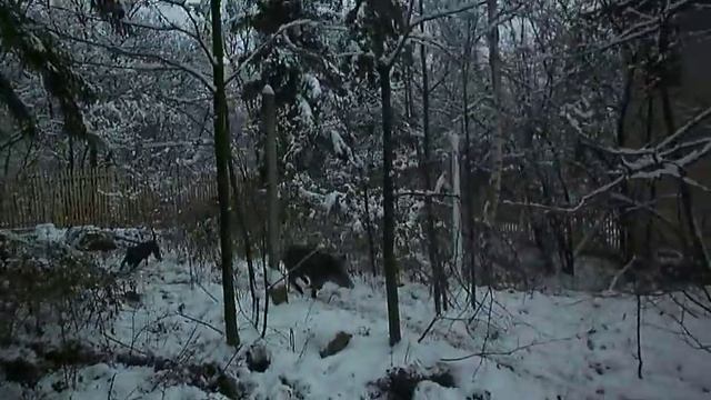 Бруно и Видра - Обучение на български гончета смотреть онлайн