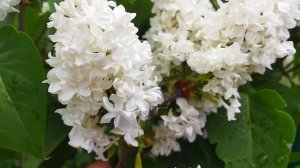 Сирень Лебëдушка