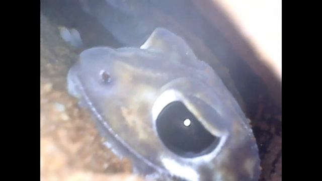 【観察】おうちに潜入タマオヤモリ【飼育】in the home of Midline Knob-Tailed Gecko смотреть онлайн
