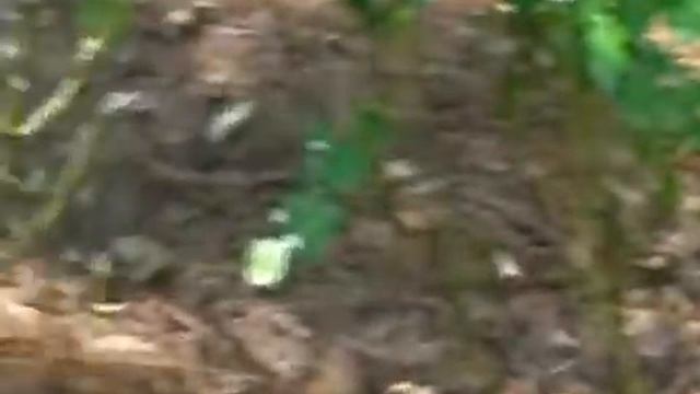 Микроспринклер "GyroNet" видео работы (пр-во "Netafim", Израиль) смотреть онлайн