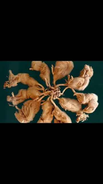 Крысиный король #shorts #факты смотреть онлайн