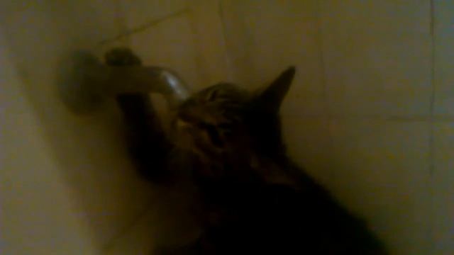 Mi linda garita toma agua por 200 ves смотреть онлайн
