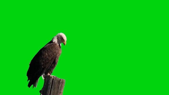 Хромакей ОРЕЛ