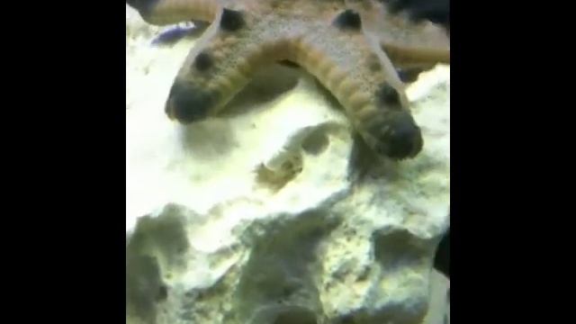 Starfish Time Lapse смотреть онлайн