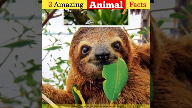 जानवरों के बारे में तीन रोचक तथ्य 🤯| 3 Amazing Animal Facts | #facts #shorts #animalfacts #rtfacts смотреть онлайн