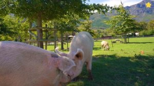 Домашние животные для детей Ищем хвостики животных