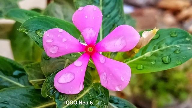 IQOO Neo 6 VS OnePlus Nord 2 Camera Comparison | IQOO Neo 6 Camera Review смотреть онлайн